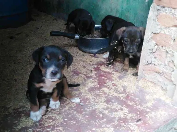 Cachorro ra a Mestiços idade Abaixo de 2 meses nome Fihotes cães de faze