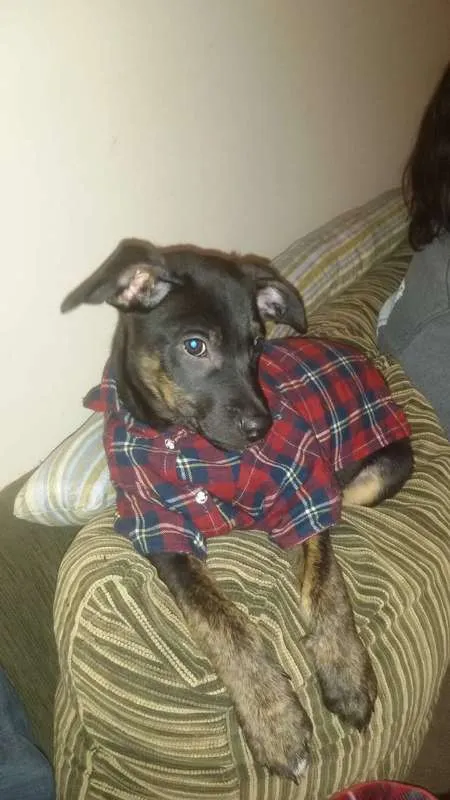 Cachorro ra a Sem raça definida idade 2 a 6 meses nome Stalone filhote