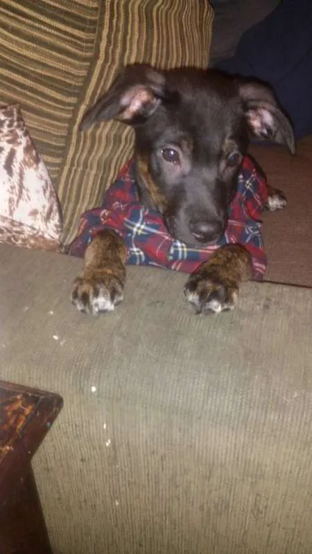 Cachorro ra a Sem raça definida idade 2 a 6 meses nome Stalone filhote