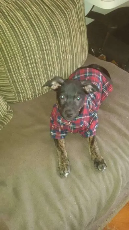 Cachorro ra a Sem raça definida idade 2 a 6 meses nome Stalone filhote