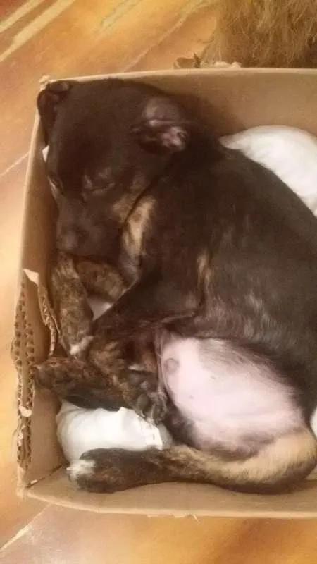 Cachorro ra a Sem raça definida idade 2 a 6 meses nome Stalone filhote