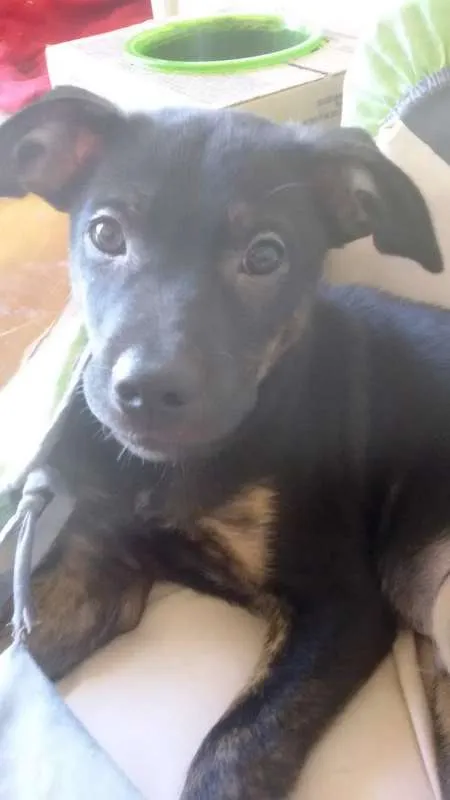 Cachorro ra a Sem raça definida idade 2 a 6 meses nome Stalone filhote