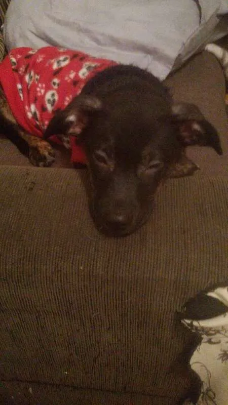 Cachorro ra a Sem raça definida idade 2 a 6 meses nome Stalone filhote
