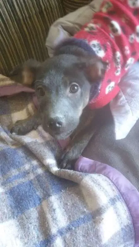Cachorro ra a Sem raça definida idade 2 a 6 meses nome Stalone filhote