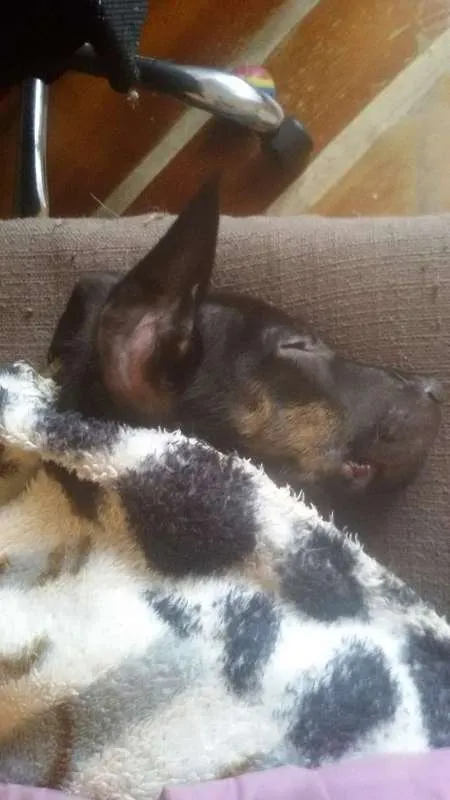 Cachorro ra a Sem raça definida idade 2 a 6 meses nome Stalone filhote