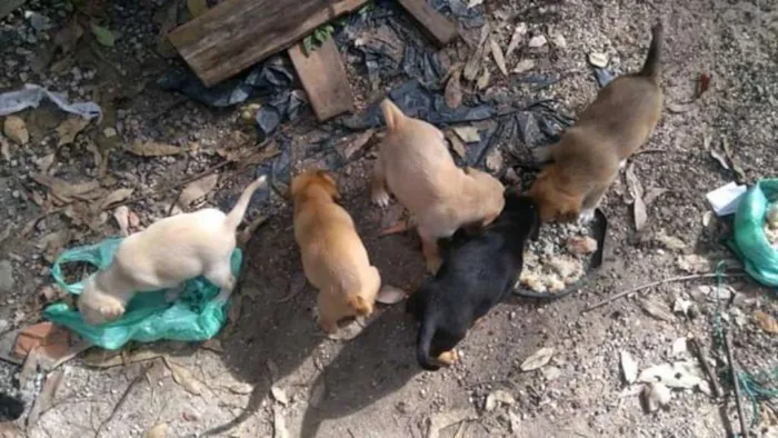 Cachorro ra a Sem raça definida idade 2 a 6 meses nome Stalone filhote