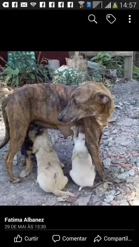 Cachorro ra a Sem raça definida idade 2 a 6 meses nome Stalone filhote