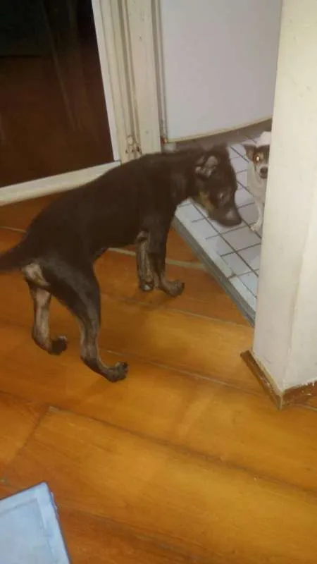 Cachorro ra a Sem raça definida idade 2 a 6 meses nome Stalone filhote