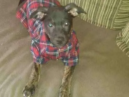 Cachorro ra a Sem raça definida idade 2 a 6 meses nome Stalone filhote