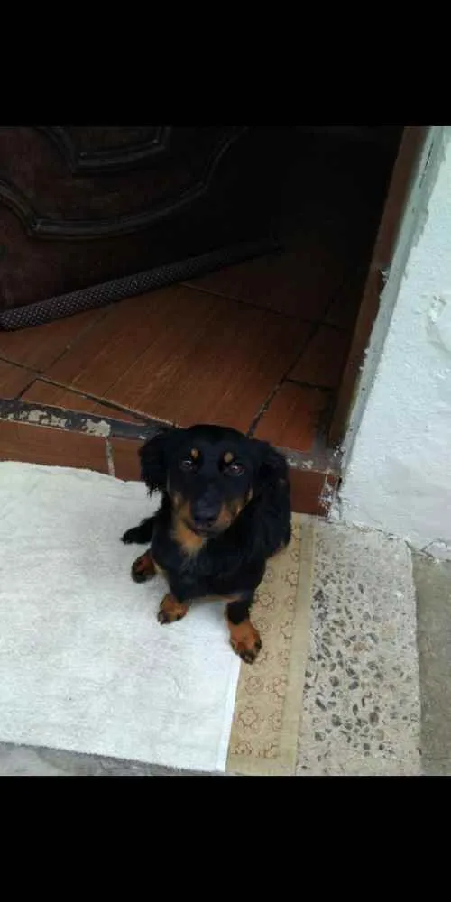 Cachorro ra a Dashround idade 2 a 6 meses nome Sem sono