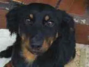 Cachorro ra a Dashround idade 2 a 6 meses nome Sem sono
