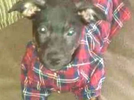 Cachorro ra a Sem raça definida idade 2 a 6 meses nome Stalone filhote
