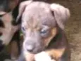 Fihotes cães de faze