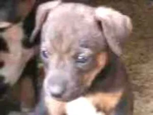 Cachorro raça Mestiços idade Abaixo de 2 meses nome Fihotes cães de faze