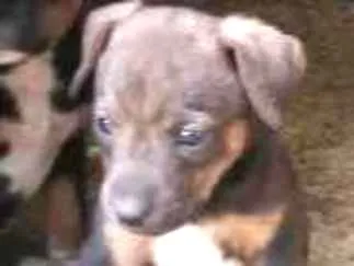 Cachorro ra a Mestiços idade Abaixo de 2 meses nome Fihotes cães de faze