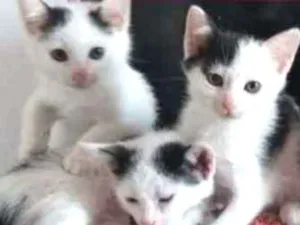Gato raça SRD idade 2 a 6 meses nome Filhotes