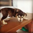 HUSKY