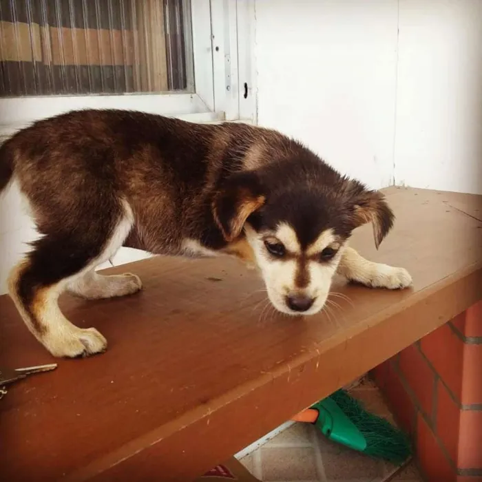 Cachorro raça SRD  idade 2 a 6 meses nome HUSKY