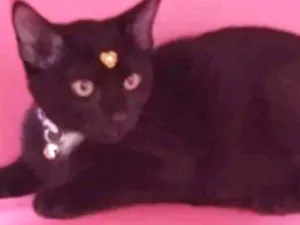 Gato raça srd idade 7 a 11 meses nome Mimi