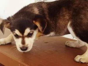 Cachorro raça SRD  idade 2 a 6 meses nome HUSKY