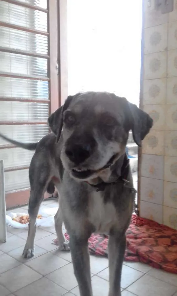 Cachorro ra a Vira lata peludo idade 6 ou mais anos nome Nero