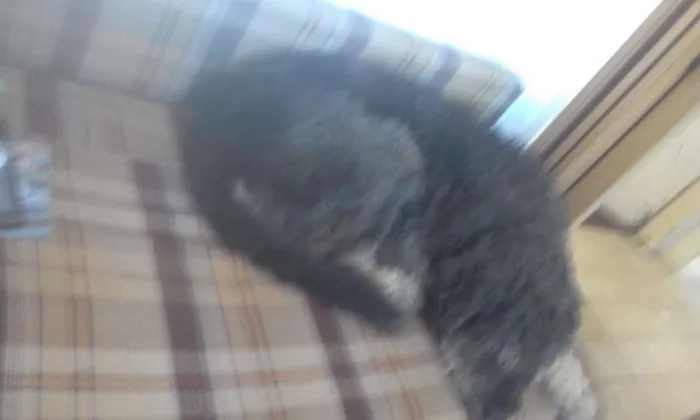 Cachorro ra a Vira lata peludo idade 6 ou mais anos nome Nero