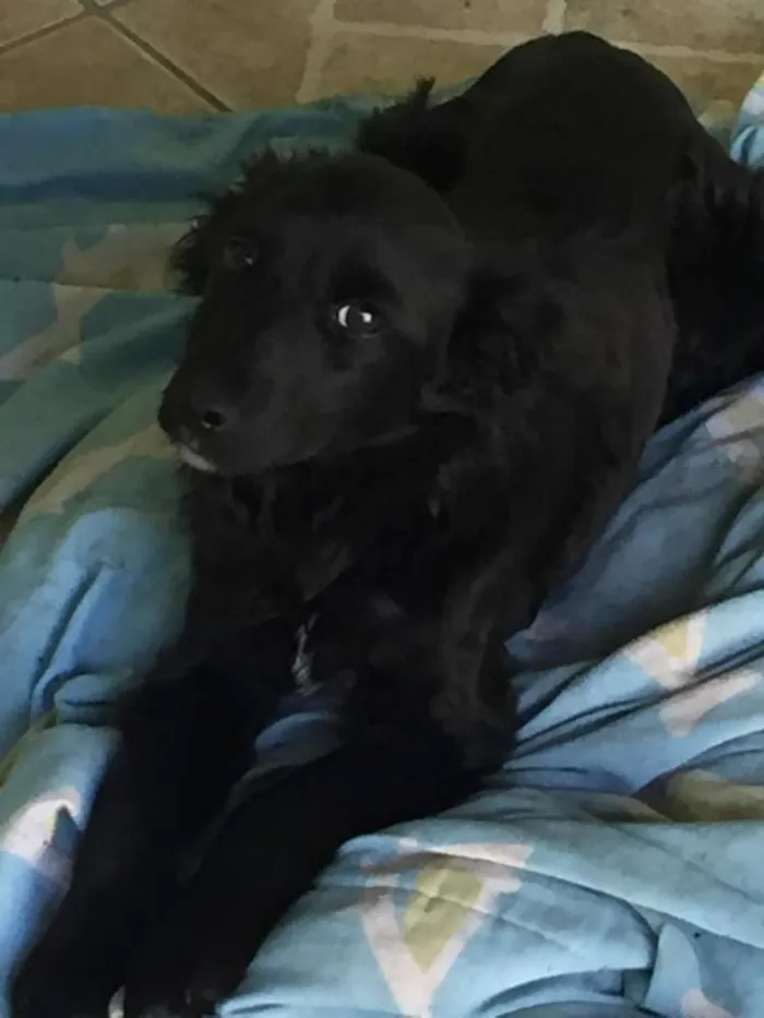 Cachorro ra a Sem raça definida idade 2 a 6 meses nome Não tem
