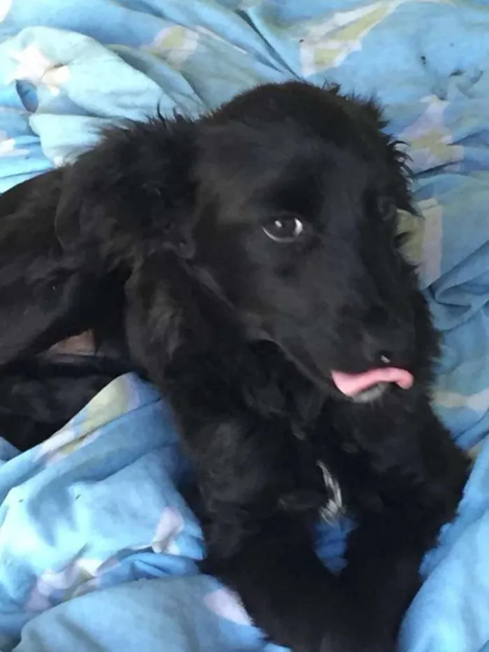 Cachorro ra a Sem raça definida idade 2 a 6 meses nome Não tem