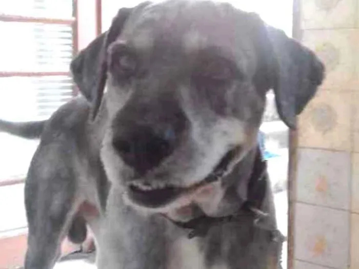 Cachorro ra a Vira lata peludo idade 6 ou mais anos nome Nero