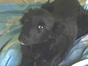 Cachorro raça Sem raça definida idade 2 a 6 meses nome Não tem
