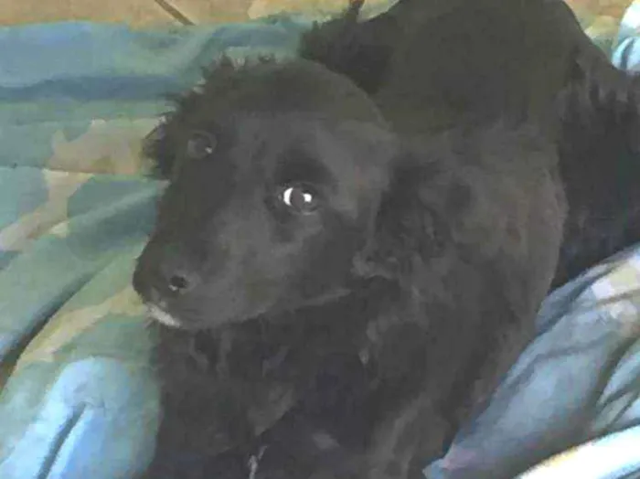 Cachorro ra a Sem raça definida idade 2 a 6 meses nome Não tem