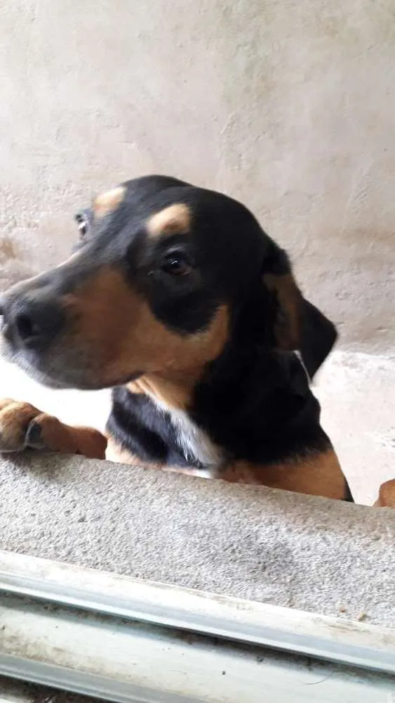 Cachorro ra a labrador/ rottweiler idade 2 anos nome Marlon