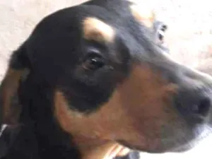 Cachorro raça labrador/ rottweiler idade 2 anos nome Marlon