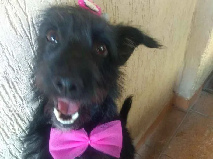 Cachorro ra a Srd idade 7 a 11 meses nome Lupita