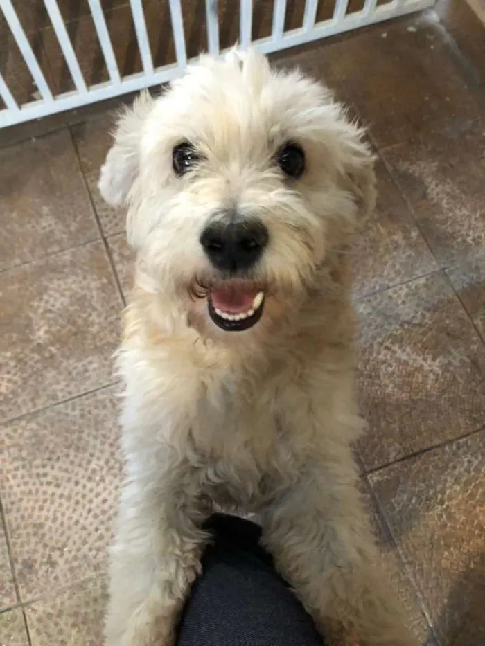 Cachorro ra a Poodle idade 2 anos nome Théo