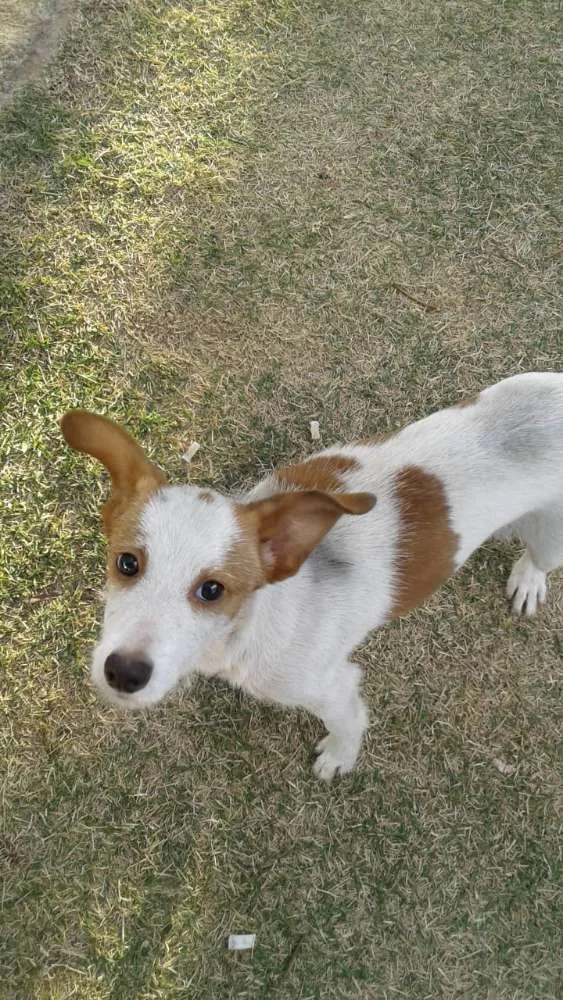 Cachorro ra a Srd idade 2 a 6 meses nome Snoopy