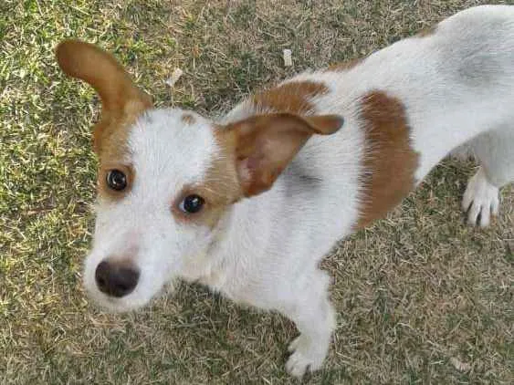 Cachorro ra a Srd idade 2 a 6 meses nome Snoopy