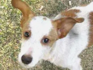 Cachorro raça Srd idade 2 a 6 meses nome Snoopy
