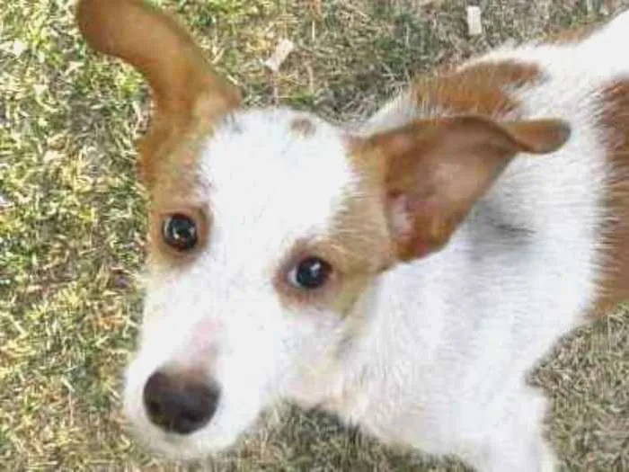 Cachorro ra a Srd idade 2 a 6 meses nome Snoopy