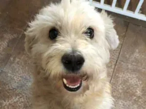 Cachorro raça Poodle idade 2 anos nome Théo