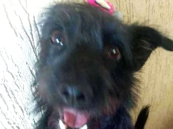 Cachorro ra a Srd idade 7 a 11 meses nome Lupita