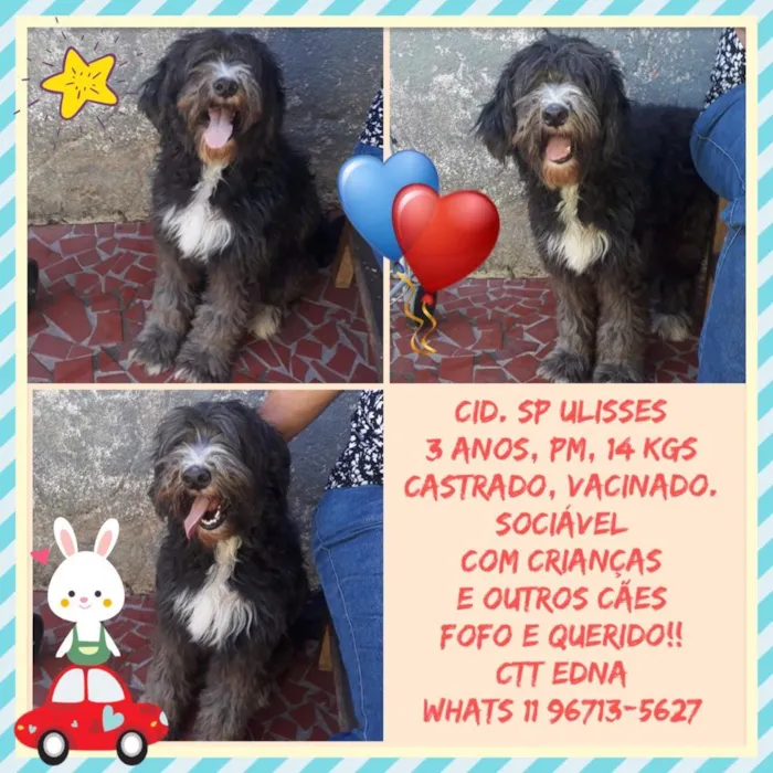 Cachorro ra a Srd  idade 1 ano nome Ulysses