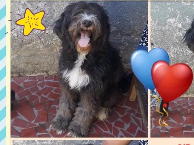 Cachorro ra a Srd  idade 1 ano nome Ulysses