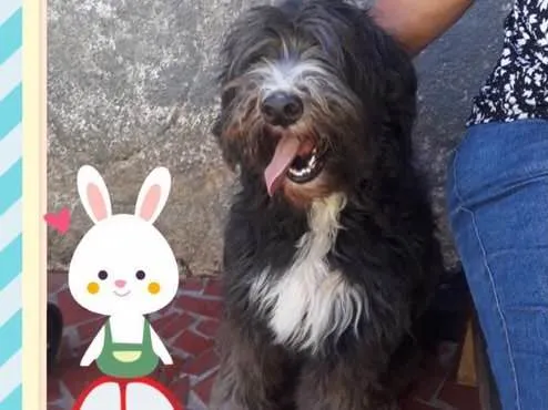Cachorro ra a Srd  idade 1 ano nome Ulysses