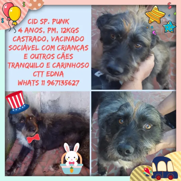 Cachorro ra a Srd idade 4 anos nome Punk um fofo 