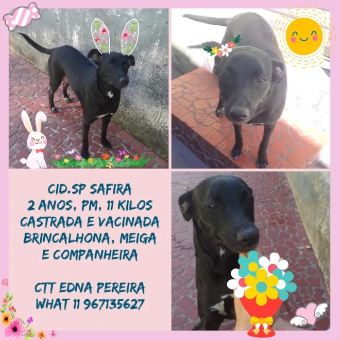 Cachorro ra a Srd  idade 2 anos nome Safira muito boazinh