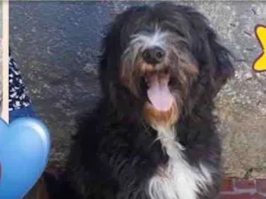 Cachorro raça Srd  idade 1 ano nome Ulysses