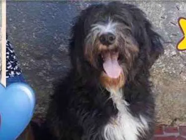 Cachorro ra a Srd  idade 1 ano nome Ulysses