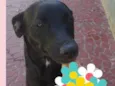 Safira muito boazinh