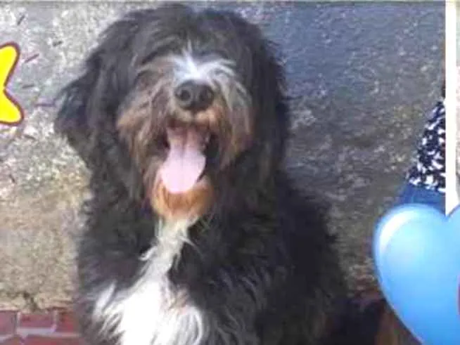 Cachorro ra a Srd  idade 1 ano nome Ulysses